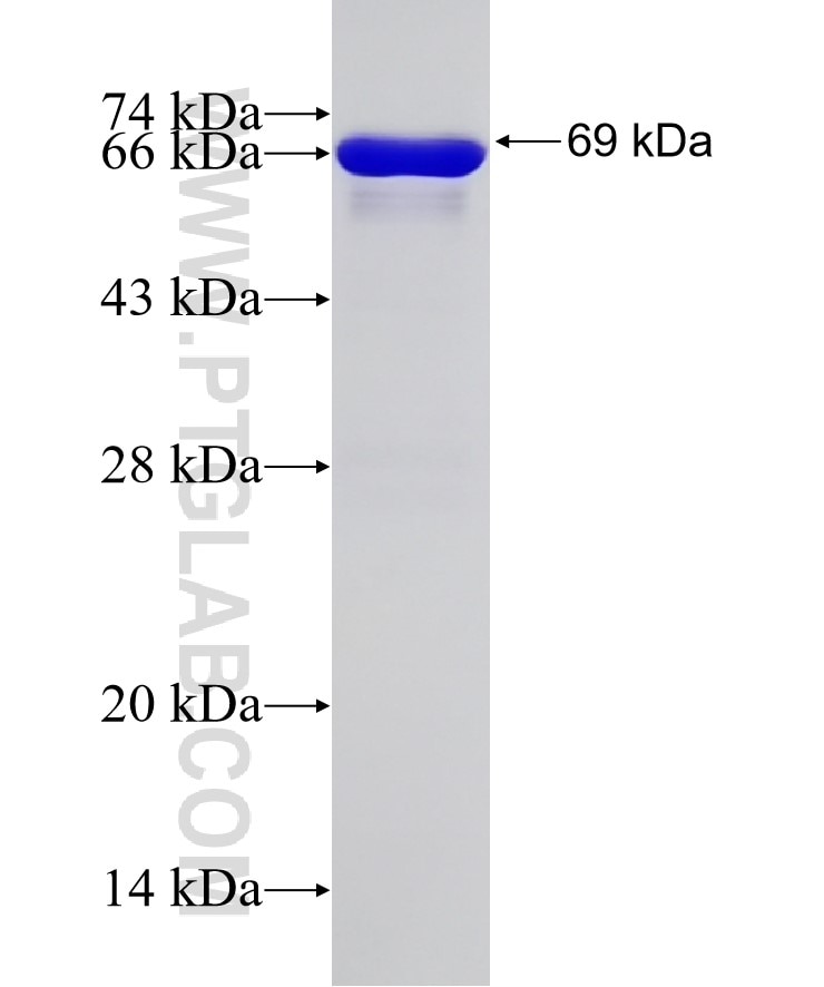 CKB fusion protein Ag7285 SDS-PAGE