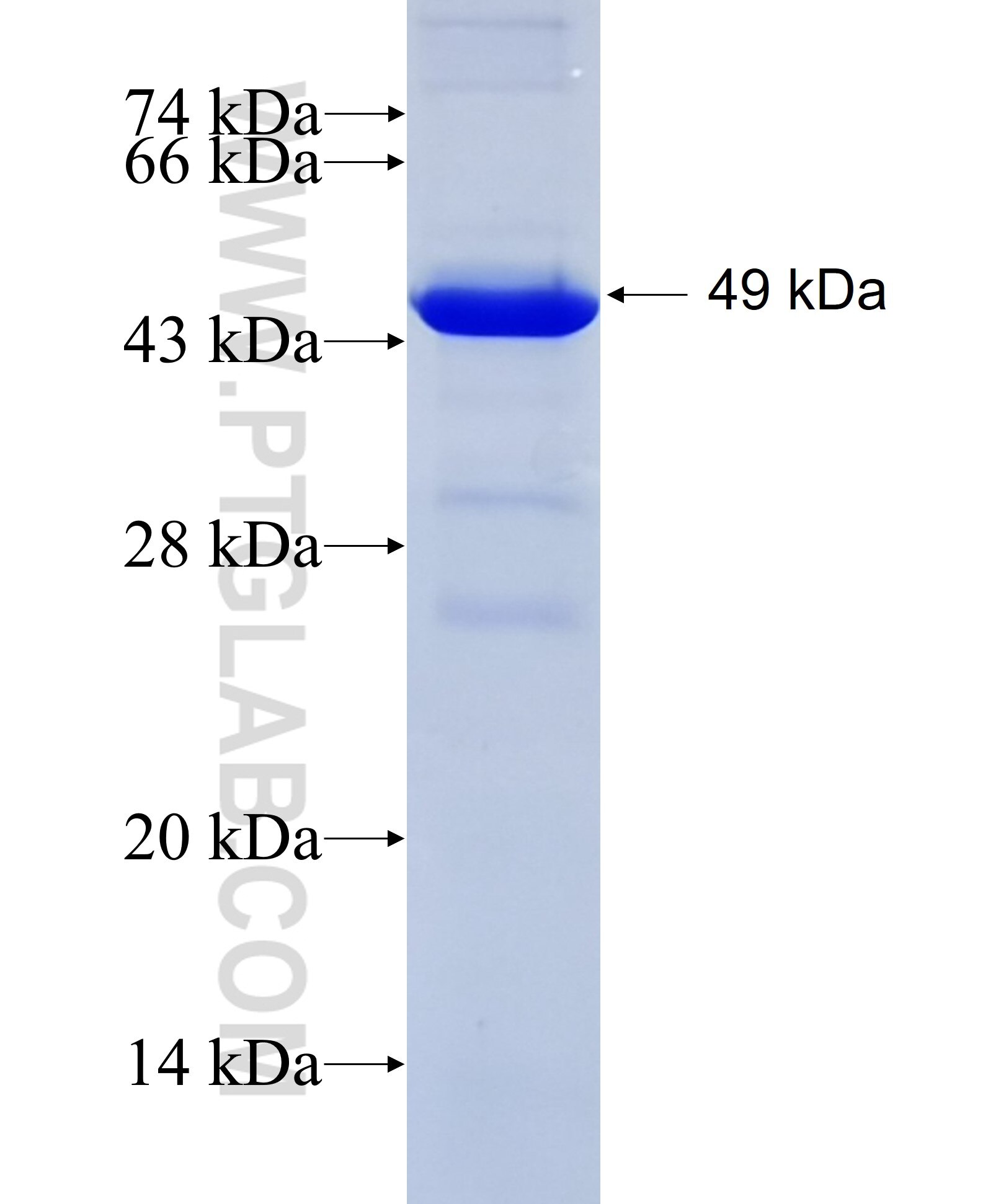 CKB fusion protein Ag7933 SDS-PAGE