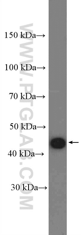 Western Blot (WB) analysis of mouse brain tissue using CKM/CKB Polyclonal antibody (15891-1-AP)