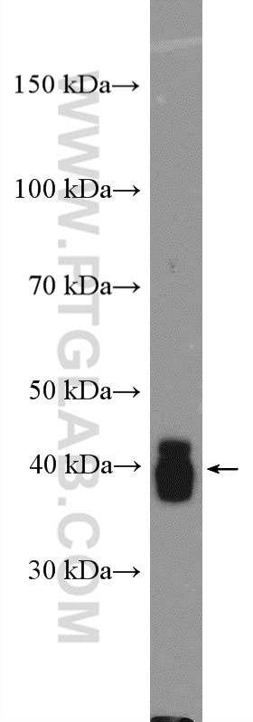 Western Blot (WB) analysis of mouse heart tissue using CKM/CKB Polyclonal antibody (15891-1-AP)