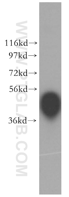 Western Blot (WB) analysis of mouse skeletal muscle tissue using CKM/CKB Polyclonal antibody (15891-1-AP)