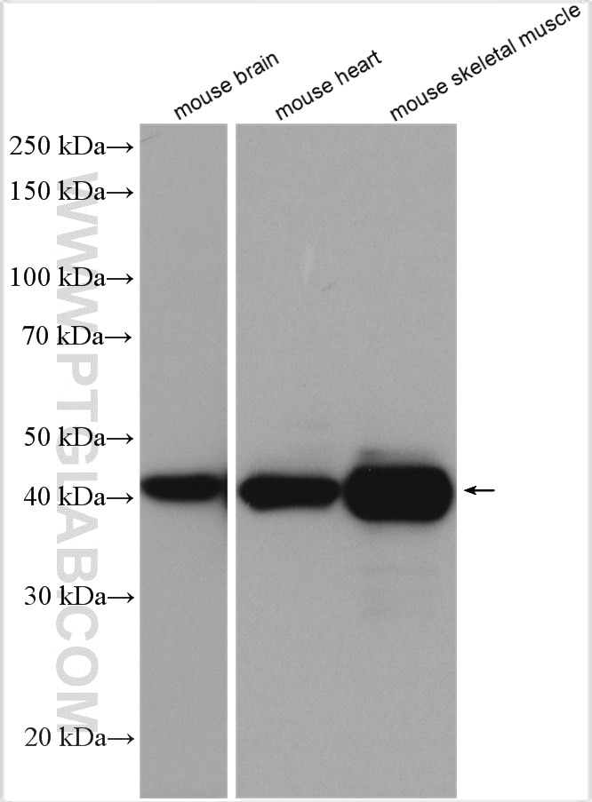Western Blot (WB) analysis of various lysates using CKM-Specific Polyclonal antibody (18712-1-AP)