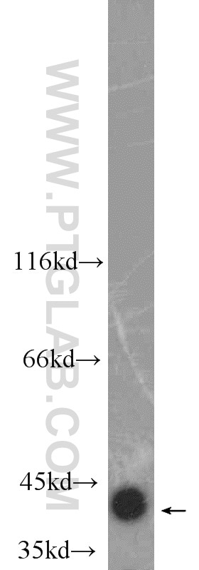 Western Blot (WB) analysis of mouse heart tissue using CKM-Specific Polyclonal antibody (18712-1-AP)