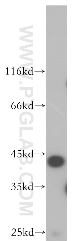 Western Blot (WB) analysis of mouse small intestine tissue using CKM-Specific Polyclonal antibody (18712-1-AP)