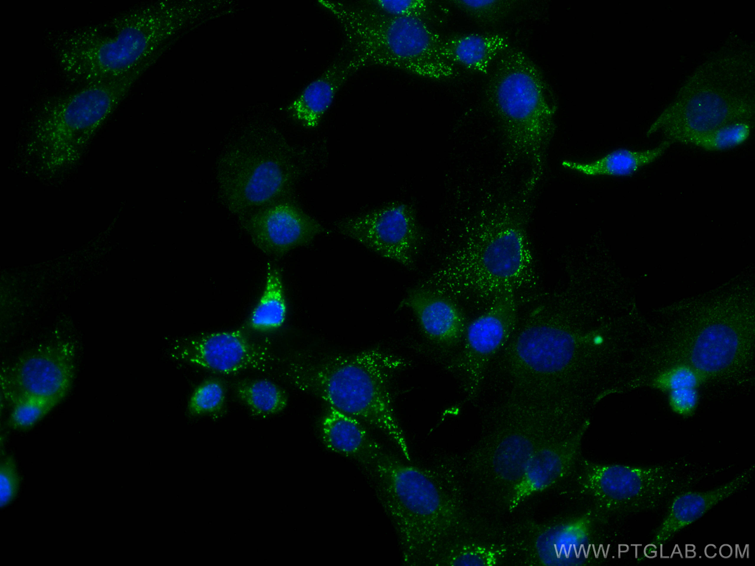 Immunofluorescence (IF) / fluorescent staining of C2C12 cells using CKM-Specific Monoclonal antibody (60177-1-Ig)