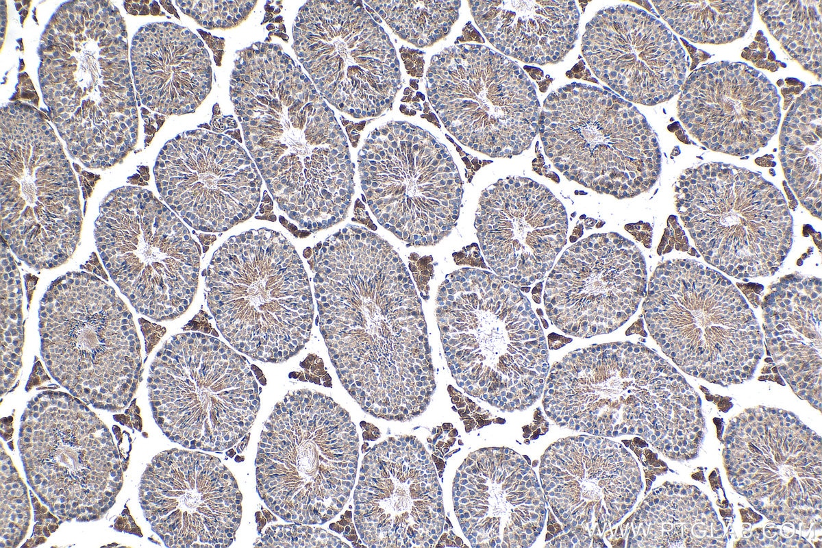 Immunohistochemistry (IHC) staining of mouse testis tissue using CKM-Specific Monoclonal antibody (60177-1-Ig)
