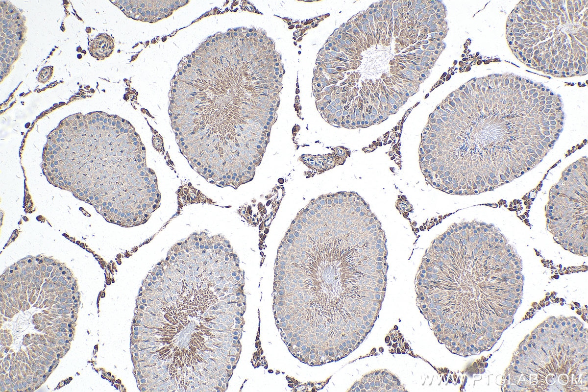 Immunohistochemistry (IHC) staining of rat testis tissue using CKM-Specific Monoclonal antibody (60177-1-Ig)