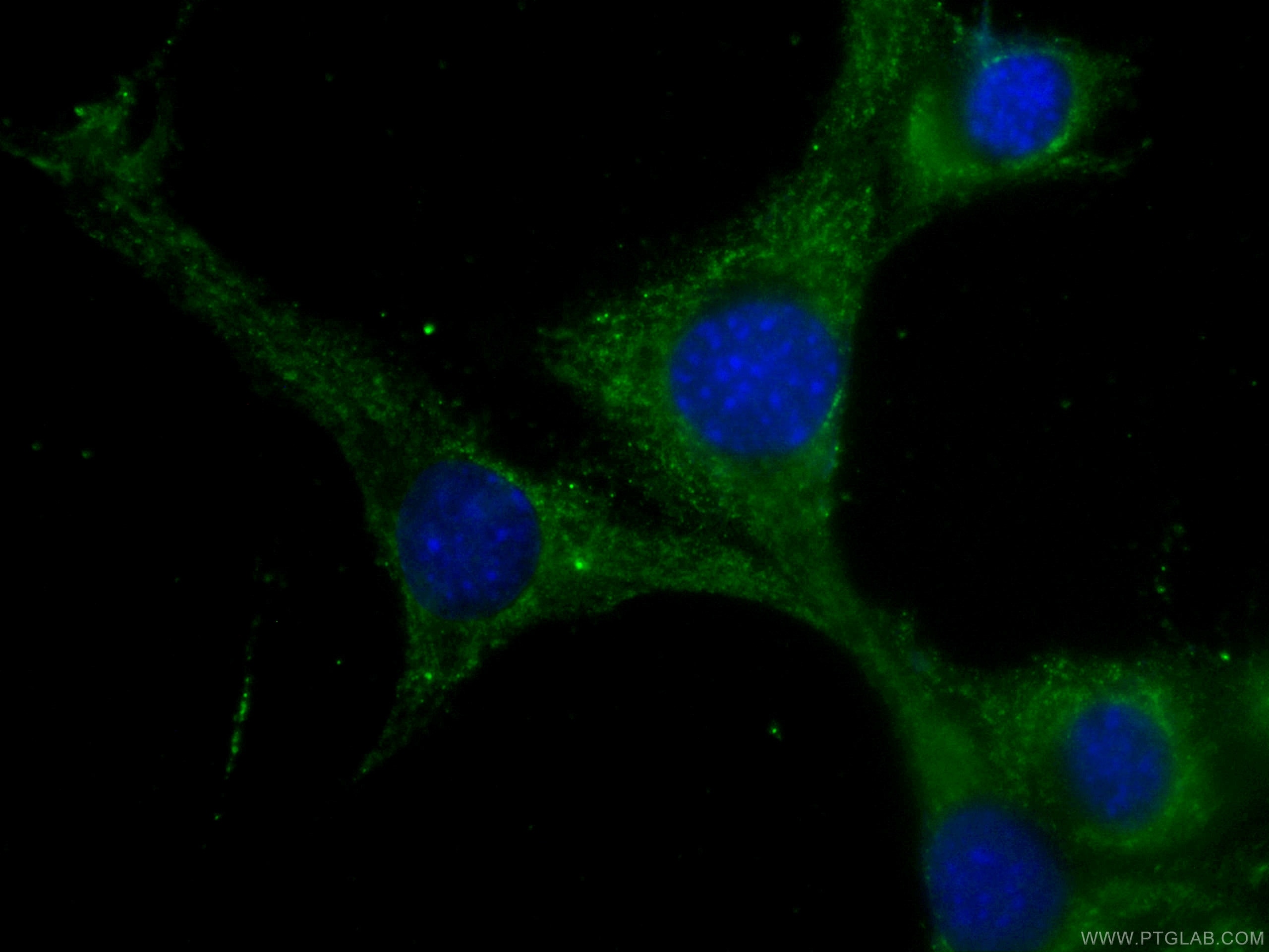 Immunofluorescence (IF) / fluorescent staining of C2C12 cells using CoraLite® Plus 488-conjugated CKM-Specific Monoclo (CL488-60177)
