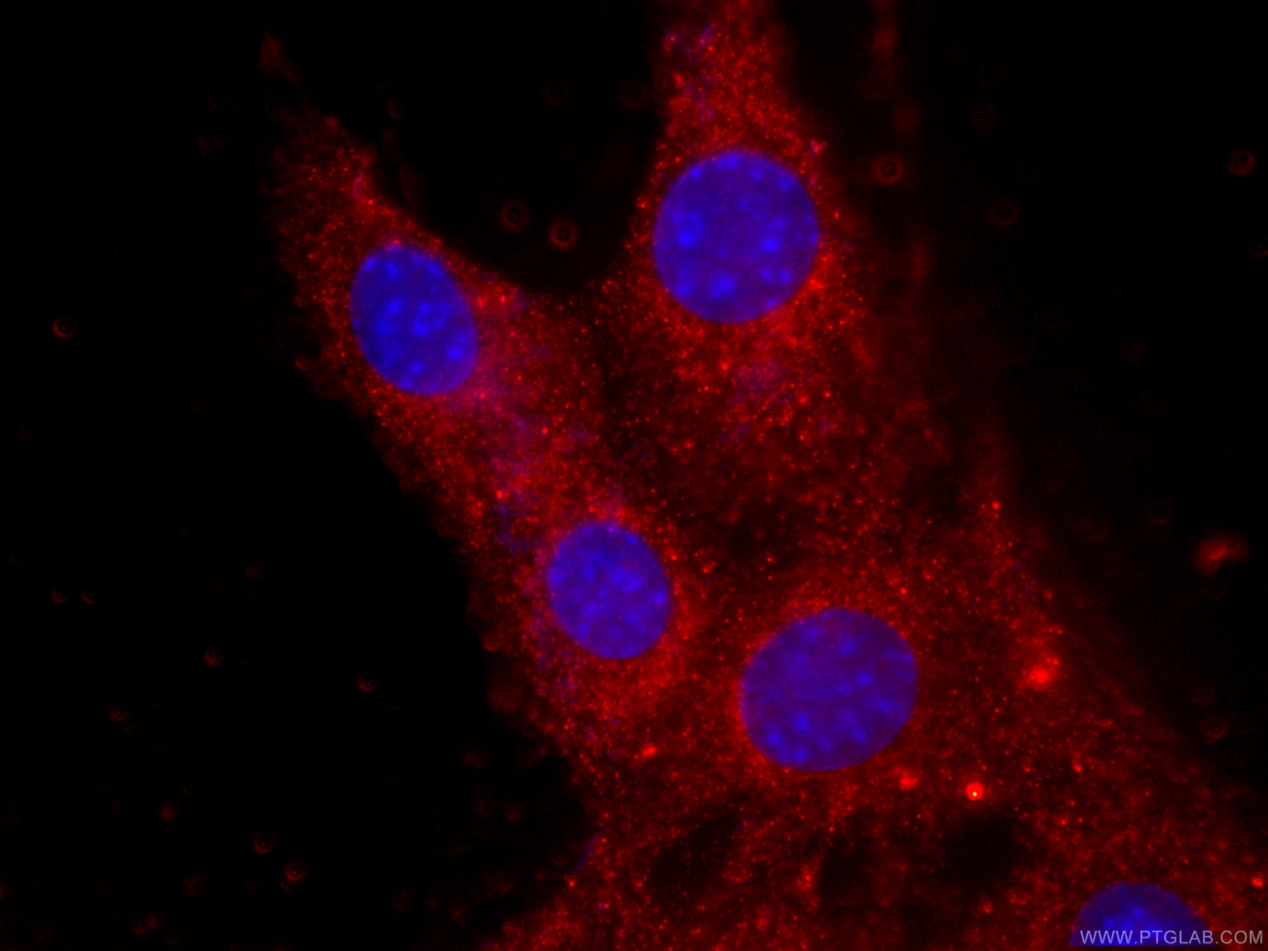 Immunofluorescence (IF) / fluorescent staining of C2C12 cells using CoraLite®594-conjugated CKM-Specific Monoclonal an (CL594-60177)
