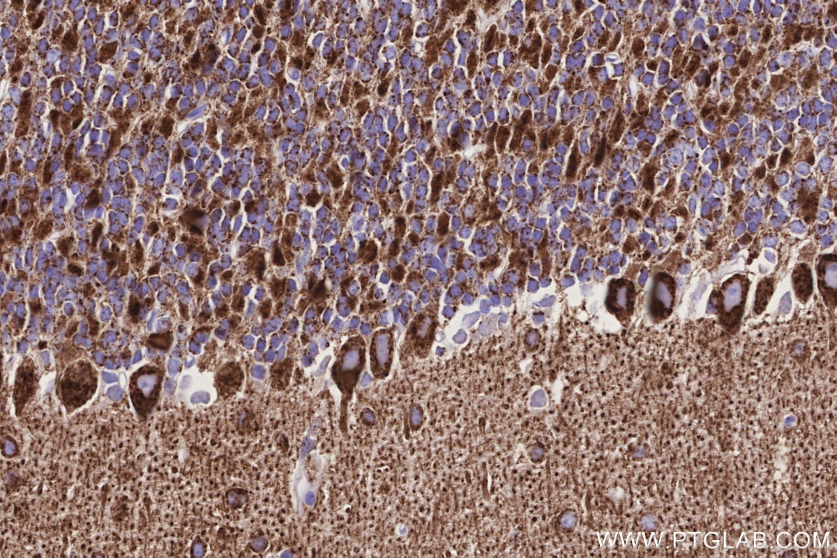 Immunohistochemistry (IHC) staining of mouse cerebellum tissue using CKMT1A Polyclonal antibody (15346-1-AP)