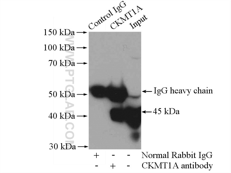 Immunoprecipitation (IP) experiment of mouse heart tissue using CKMT1A Polyclonal antibody (15346-1-AP)