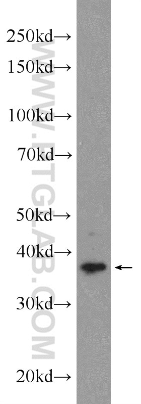 Western Blot (WB) analysis of mouse testis tissue using CKMT1A Polyclonal antibody (15346-1-AP)