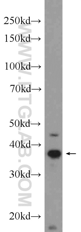 Western Blot (WB) analysis of mouse testis tissue using CKMT1A Polyclonal antibody (15346-1-AP)