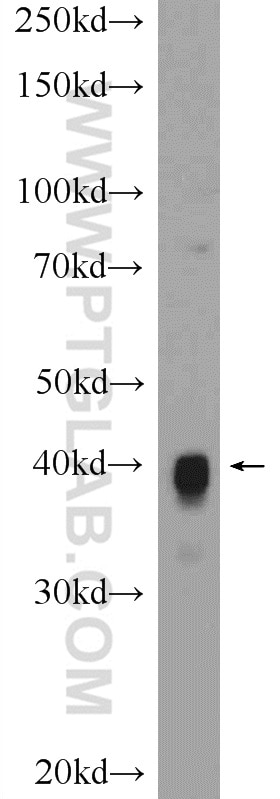 Western Blot (WB) analysis of rat heart tissue using CKMT1A Polyclonal antibody (15346-1-AP)