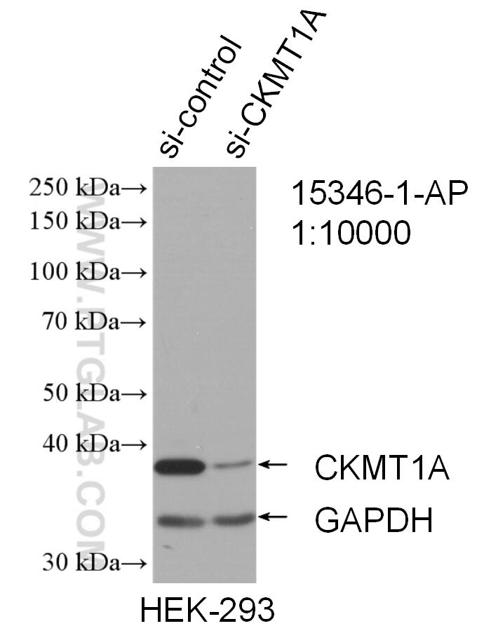 Western Blot (WB) analysis of HEK-293 cells using CKMT1A Polyclonal antibody (15346-1-AP)