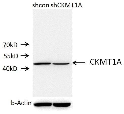 Western Blot (WB) analysis of A549 cells using CKMT1A Polyclonal antibody (15346-1-AP)