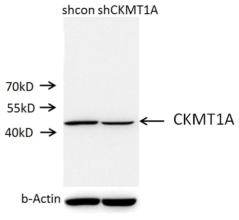 WB analysis of A549 cells using 15346-1-AP