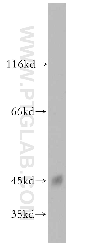 Western Blot (WB) analysis of mouse heart tissue using CKMT1A Polyclonal antibody (15346-1-AP)