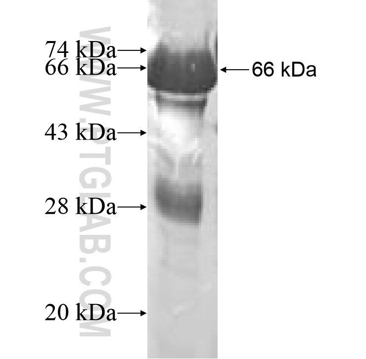 CKMT1A fusion protein Ag7583 SDS-PAGE
