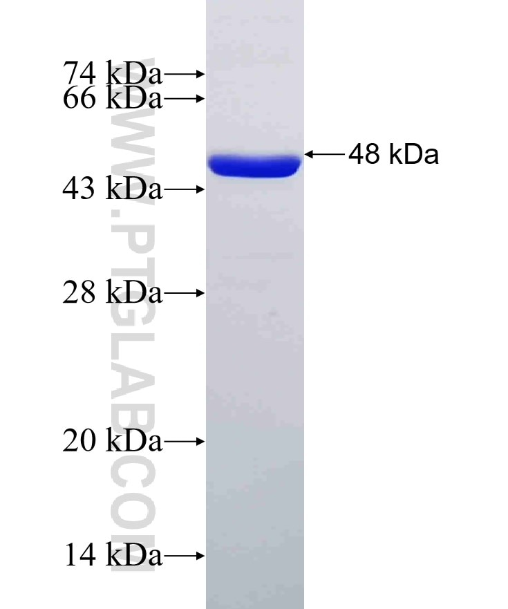 CKMT1A fusion protein Ag7860 SDS-PAGE