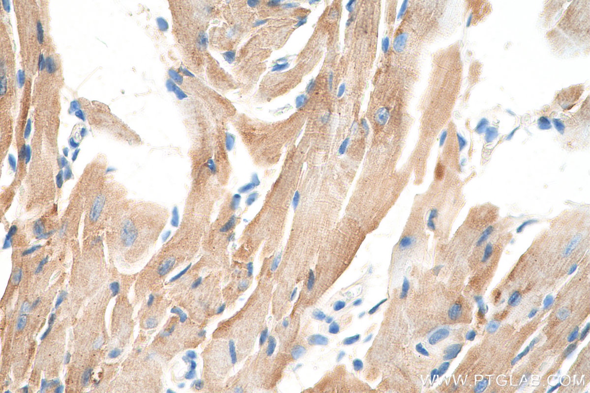 IHC staining of mouse heart using 13207-1-AP