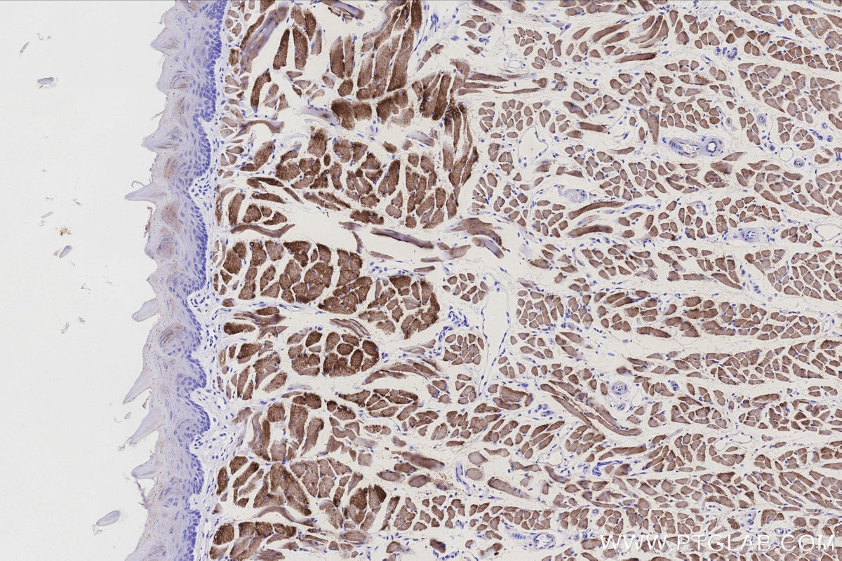 Immunohistochemistry (IHC) staining of mouse tongue tissue using CKMT2 Polyclonal antibody (13207-1-AP)