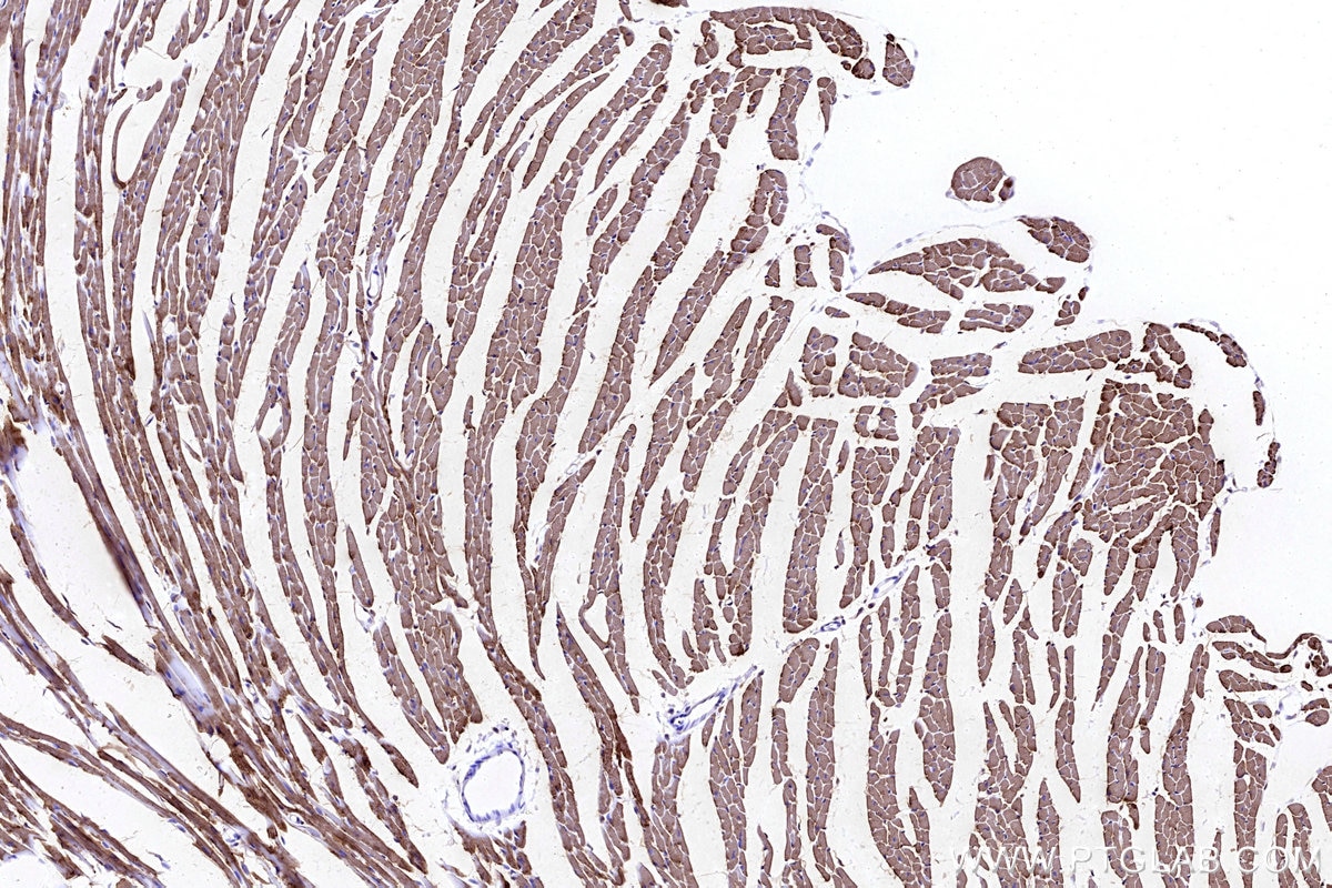 Immunohistochemistry (IHC) staining of mouse heart tissue using CKMT2 Polyclonal antibody (13207-1-AP)
