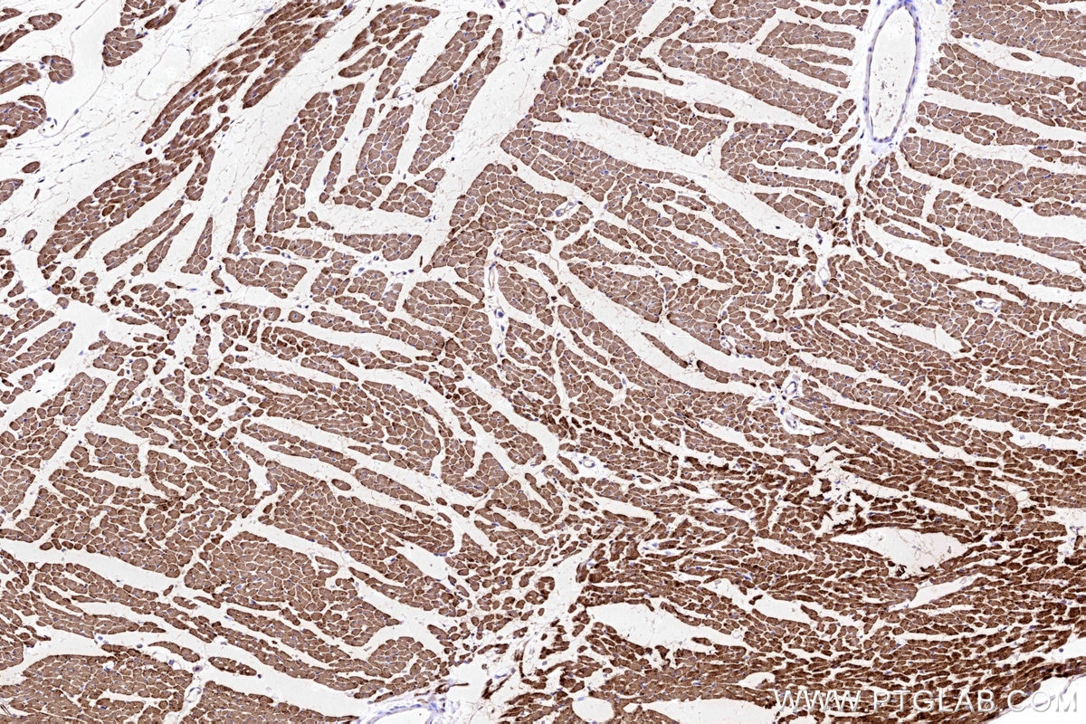 Immunohistochemistry (IHC) staining of rat heart tissue using CKMT2 Polyclonal antibody (13207-1-AP)