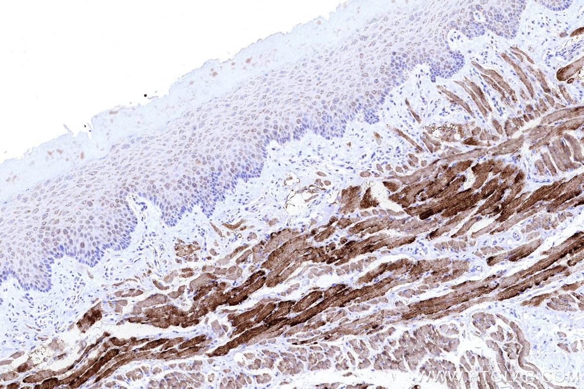 Immunohistochemistry (IHC) staining of rat tongue tissue using CKMT2 Polyclonal antibody (13207-1-AP)
