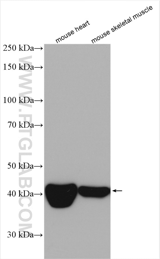 Western Blot (WB) analysis of various lysates using CKMT2 Polyclonal antibody (13207-1-AP)