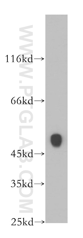 Western Blot (WB) analysis of human heart tissue using CKMT2 Polyclonal antibody (13207-1-AP)