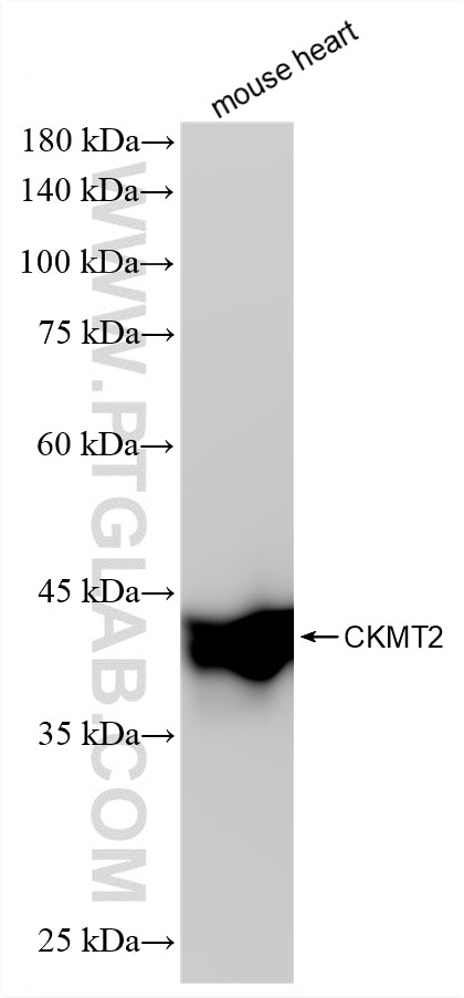 WB analysis of mouse heart using 87517-1-RR Western Blot (WB) analysis of mouse heart tissue using CKMT2 Recombinant monoclonal antibody (87517-1-RR)
