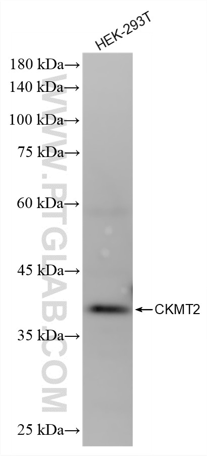 WB analysis of HEK-293T using 87517-1-RR Western Blot (WB) analysis of HEK-293T cells using CKMT2 Recombinant monoclonal antibody (87517-1-RR)