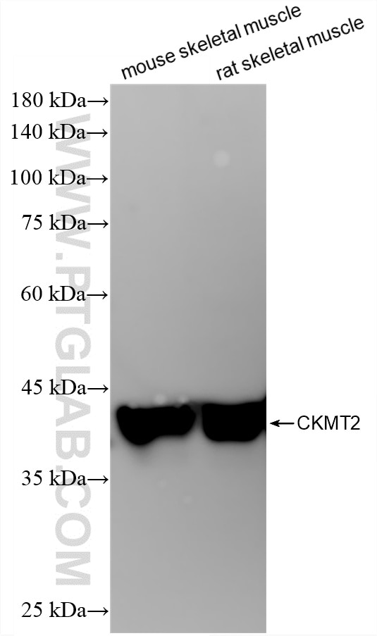 WB analysis using 87517-1-RR Western Blot (WB) analysis of various lysates using CKMT2 Recombinant monoclonal antibody (87517-1-RR)