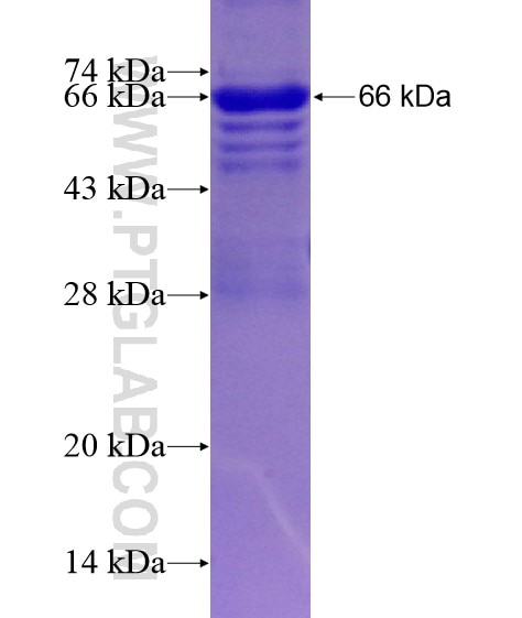 CKMT2 fusion protein Ag3971 SDS-PAGE