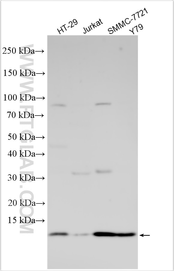 Western Blot (WB) analysis of various lysates using CKS1B Polyclonal antibody (10610-1-AP)