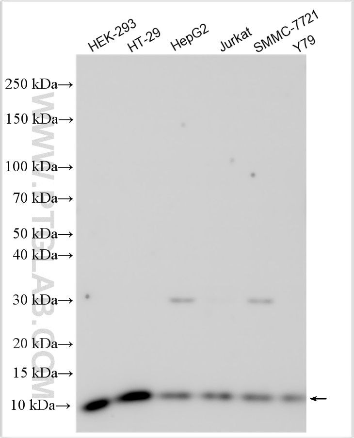Western Blot (WB) analysis of various lysates using CKS1B Polyclonal antibody (10610-1-AP)