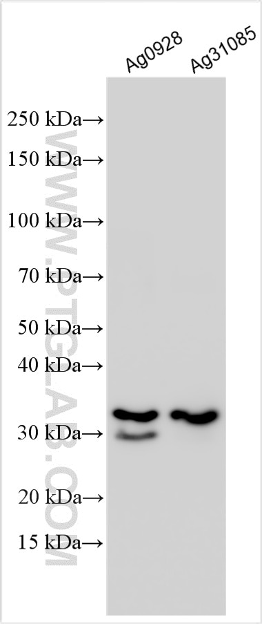 Western Blot (WB) analysis of various lysates using CKS1B/2 Polyclonal antibody (10610-1-AP)