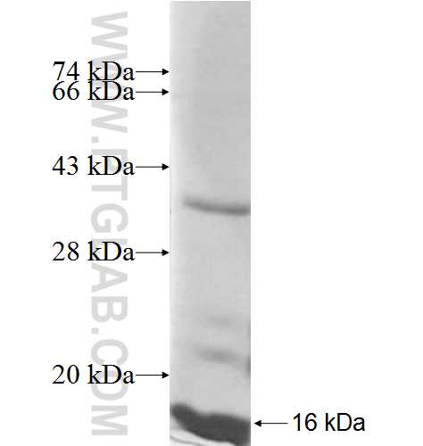 CKS2 fusion protein Ag8021 SDS-PAGE