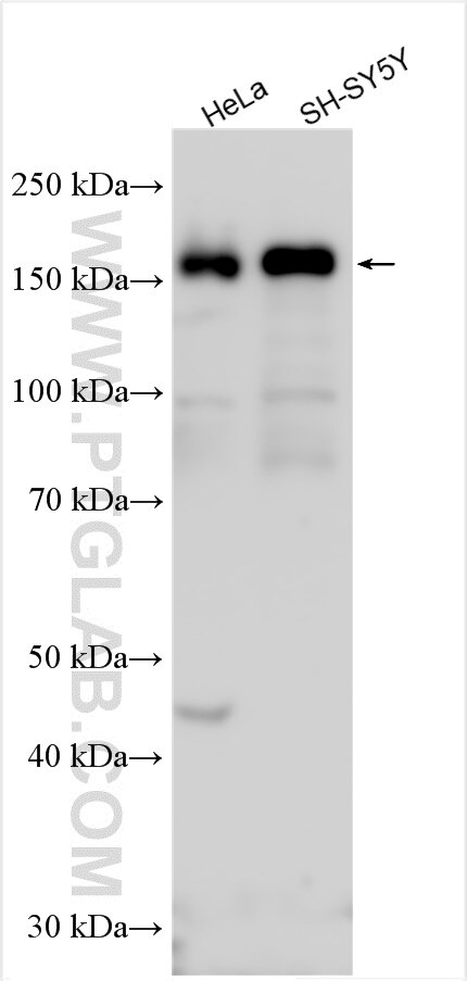 Western Blot (WB) analysis of various lysates using CLASP1 Polyclonal antibody (20803-1-AP)