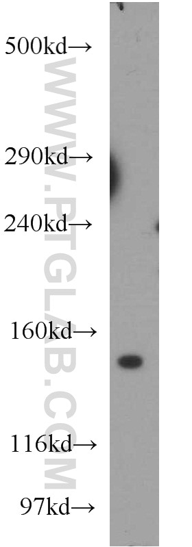 Western Blot (WB) analysis of HEK-293 cells using CLASP2 Polyclonal antibody (12942-1-AP)