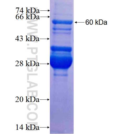 CLASP2 fusion protein Ag4012 SDS-PAGE