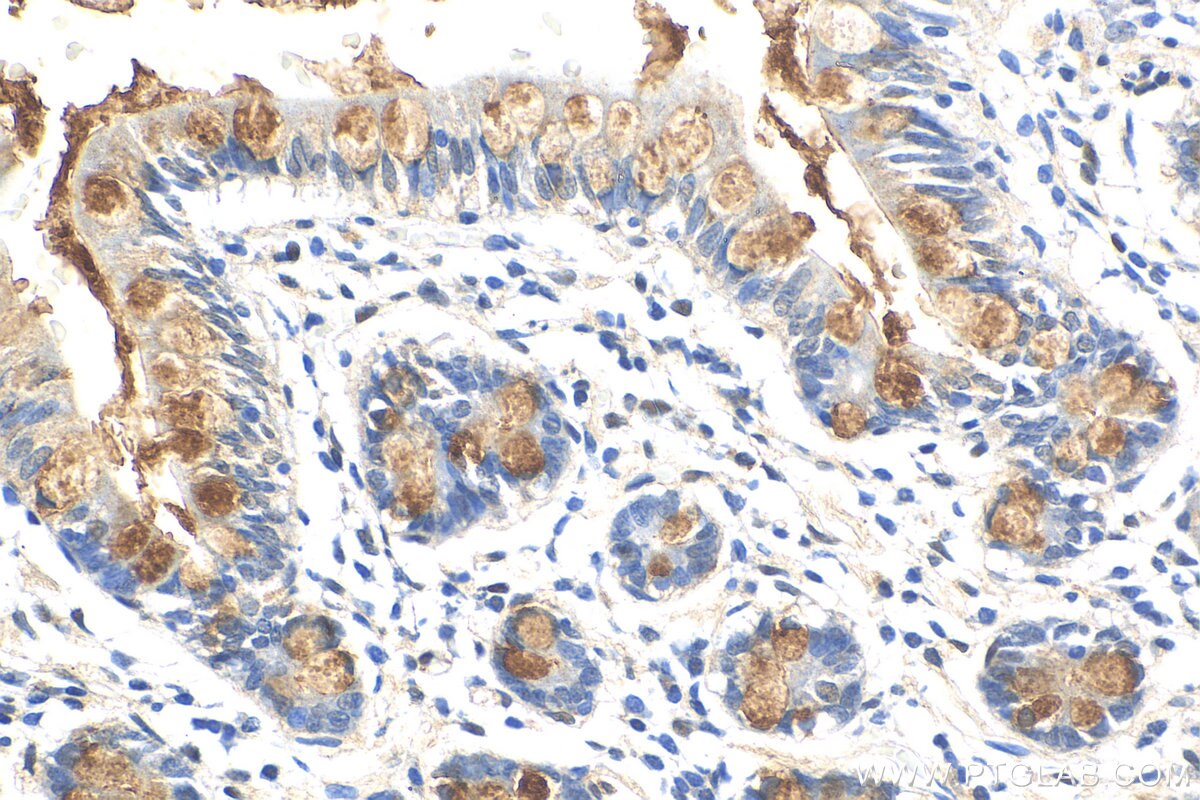 Immunohistochemistry (IHC) staining of human small intestine tissue using CLCA1 Polyclonal antibody (25291-1-AP)