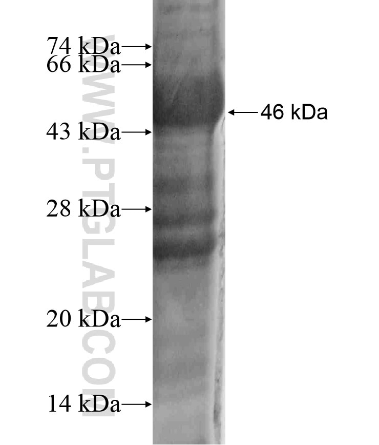 CLCA1 fusion protein Ag18176 SDS-PAGE