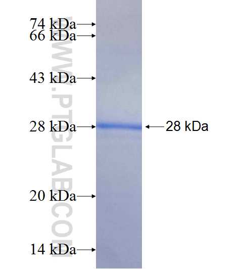 CLCA1 fusion protein Ag18265 SDS-PAGE