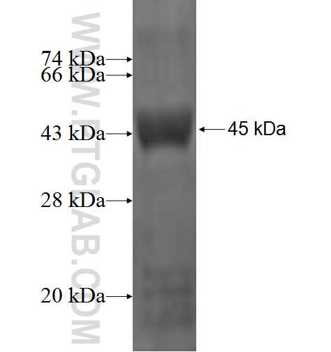 CLCA2 fusion protein Ag1393 SDS-PAGE