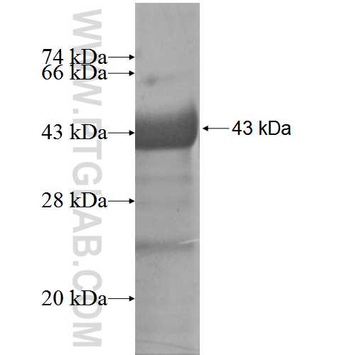 CLCA2 fusion protein Ag5914 SDS-PAGE