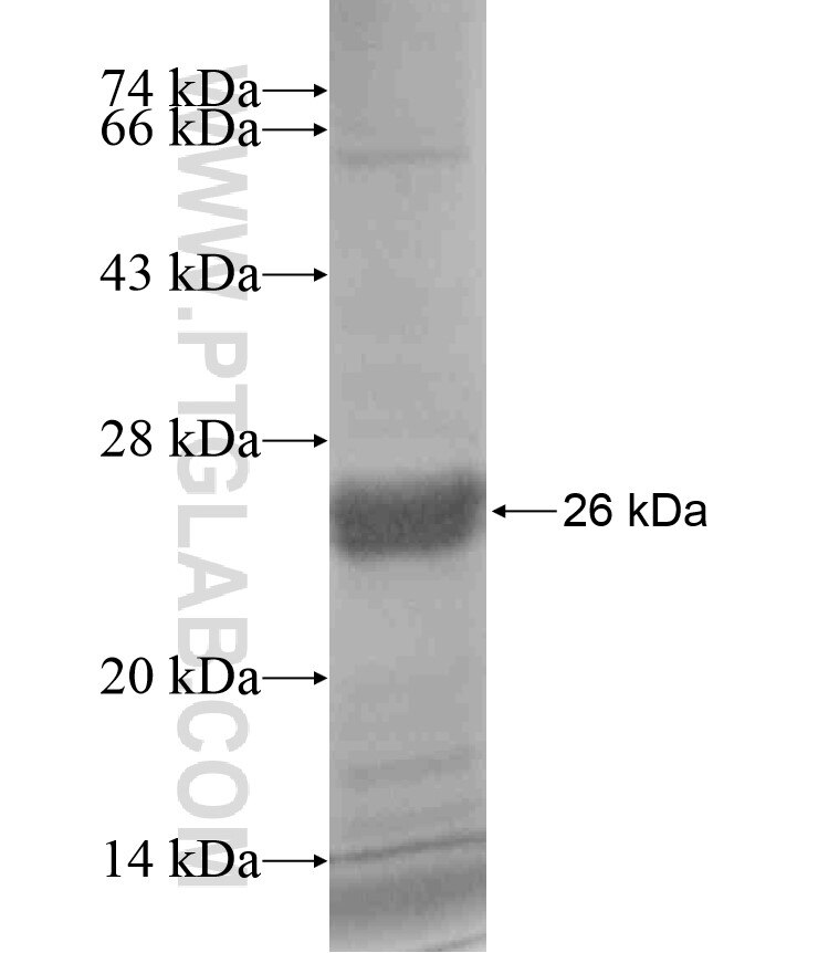 CLCA4 fusion protein Ag18258 SDS-PAGE