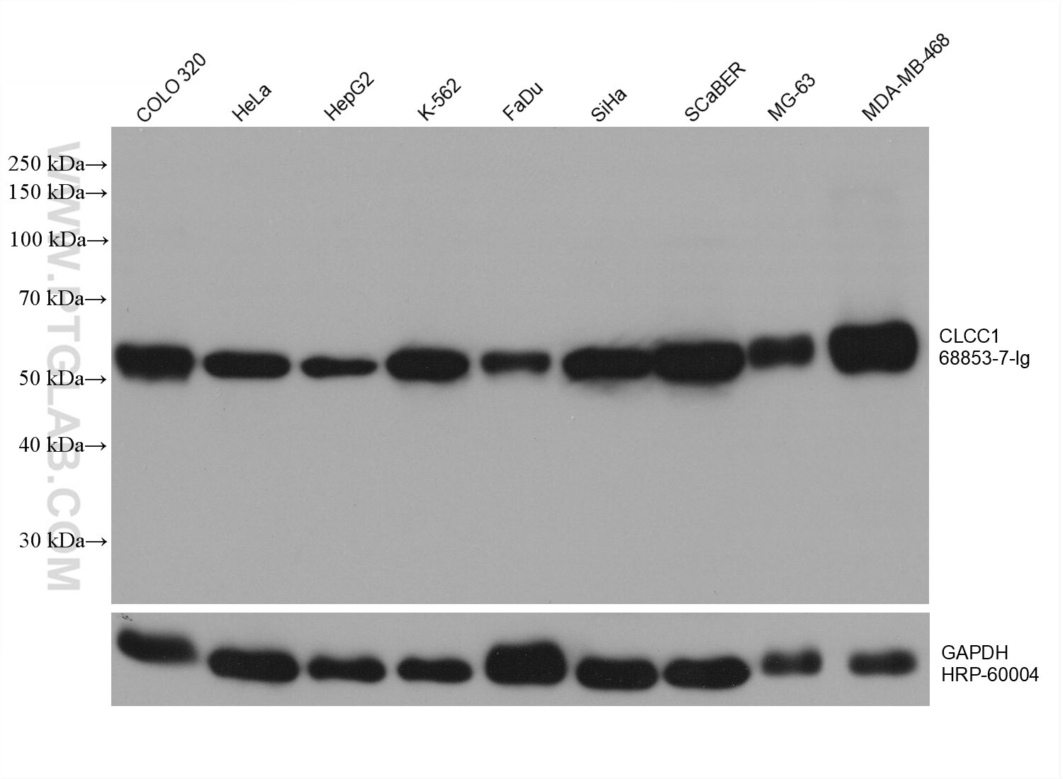 Western Blot (WB) analysis of various lysates using CLCC1 Monoclonal antibody (68853-7-Ig)