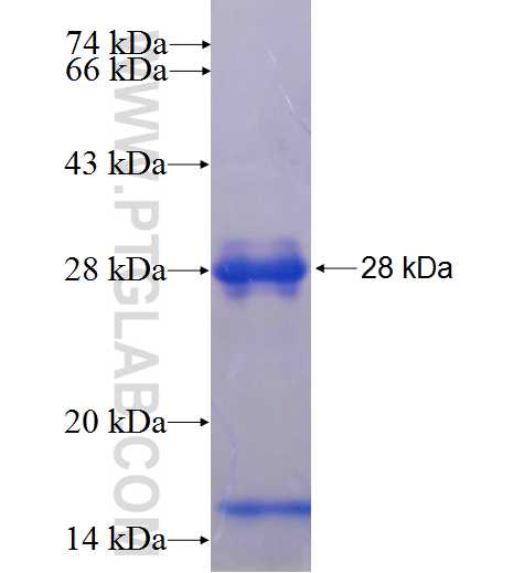 CLCC1 fusion protein Ag24682 SDS-PAGE